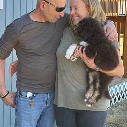 Aussiedoodle Puppies from Gore Doodle Ranch