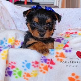 Poodle and Yorkshire Terrier Puppies from York Terrier Treasures