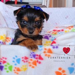 Poodle and Yorkshire Terrier Puppies from York Terrier Treasures