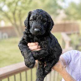 Coyote - Sable female Goldendoodle puppy in Canyon Lake, Texas from Rebecca Creek Retrievers, LLC