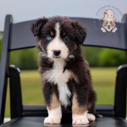 Kitty - Black tri-color female Australian Shepherd puppy in Buena Vista, Colorado from Wigglebutts Unlimited