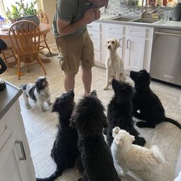 Bernedoodle Puppies from Doggy Darlins