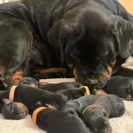 Boy 1 - Black and mahogany male Rottweiler puppy in Gulf Breeze, Florida from Von Ratermann Rottweilers