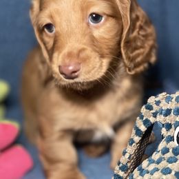 Dachshund Puppies from Dan River Dachshunds