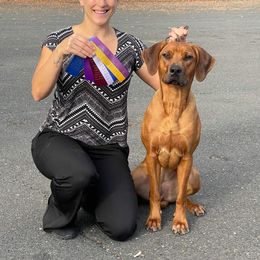 Rhodesian Ridgeback Puppies from Supernova Ridgebacks