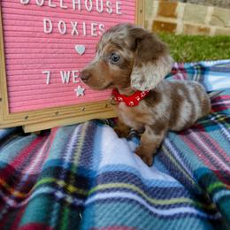 Dachshund Puppies from Dollhouse Doxies