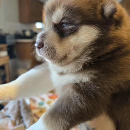 Sam - Brown and white male Siberian Husky puppy in Addison, Michigan from Gray Run Siberian Huskies