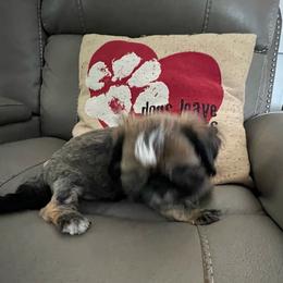 Diamond - Red female Shih Tzu puppy in Birdsboro, Pennsylvania from DHDoggs Shih Tzu