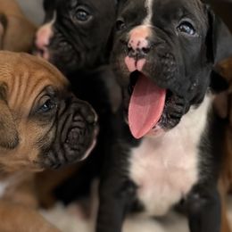 Boxers from Beaut Boxers