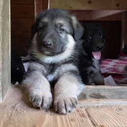 German Shepherd Puppies from S’Brie’s German Shepherd Dogs