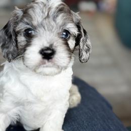Cavapoo Puppies from Panda Puppies