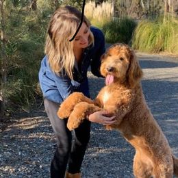 Willow - Goldendoodle