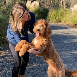 Willow - Goldendoodle