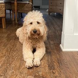 Goldendoodles from Odell Goldendoodles