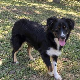 Eden - Black tri female Toy Australian Shepherd puppy in Union Grove, North Carolina from Grove Farm