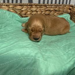 Elizabeth - Dark golden female Golden Retriever puppy in Sandy, Oregon from Treasured K-9s