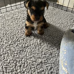 Rottweiler and Yorkshire Terrier Puppies from Superior Family Kennels