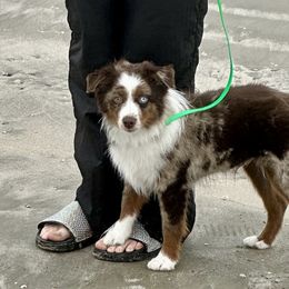 Breaker - Miniature American Shepherd