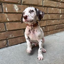 Anthony - White and liver brown male Dalmatian puppy in Mount Vernon, Missouri from Spots & Spirals