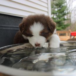 Australian Shepherd Puppies from Starlit Grove Australian Shepherds