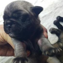 Boy 3 - Fawn male Pug puppy in Gadsden, Alabama from Carla's Pugs