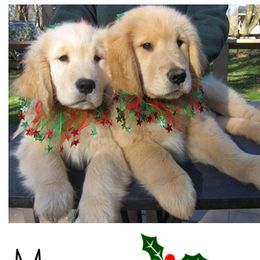 Golden Retrievers from High Flyer Golden Retrievers