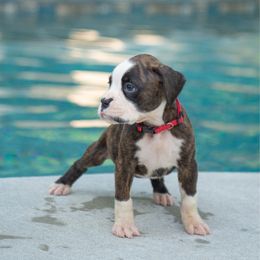 Red - Brindle female Boxer puppy in Georgia from Stephanie’s Boxers