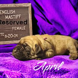 April - Fawn Mastiff puppy in Linton, Indiana from Riggins Mastiffs and Danes