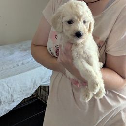 Jedi - White male Poodle puppy in Southfield, Michigan from Standard Hearts