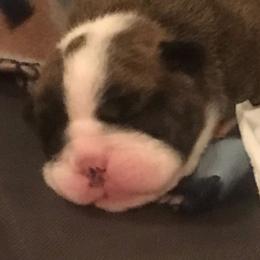 Ursa - Red brindle and white female Bulldog puppy in Laurel, Montana from Bull Mountain Bulldogs