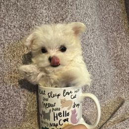 Maltese and Siberian Husky Puppies from Karst Tiny Paws Kennel
