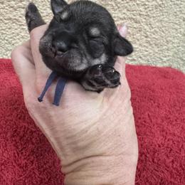 Prince - Salt and pepper male Miniature Schnauzer puppy in Comanche, Texas from Circle R Sidney