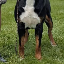 Tully - Greater Swiss Mountain Dog