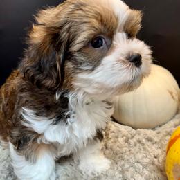 Beam Bridge - yellow - Chocolate male Havanese puppy in Howard City, Michigan from Petite Joie Puppies
