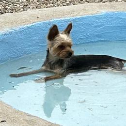 Yorkshire Terriers from Yorkshire Estate Yorkies