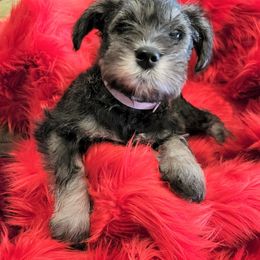 Miniature Schnauzer Puppies from Mini Schnauzers 4U