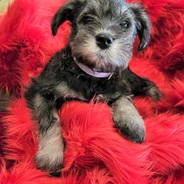 Miniature Schnauzer Puppies from Mini Schnauzers 4U