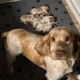Tinkerbell - English Springer Spaniel