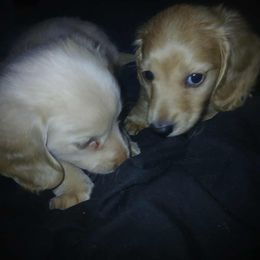 Dachshund Puppies from Atlasta Dachshunds