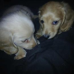 Dachshund Puppies from Atlasta Dachshunds