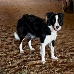 Pup - Border Collie