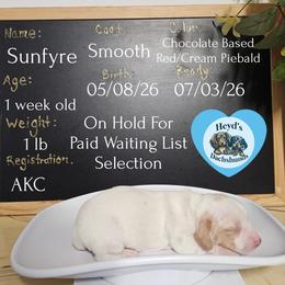 Sunfyre - Piebald male Dachshund puppy in Hoquiam, Washington from Heyd's Mini Dachshunds