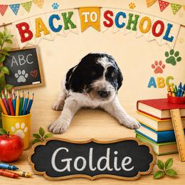Goldie - Tri-color female Bernedoodle puppy in Julian, Pennsylvania from Happy Valley Doodles