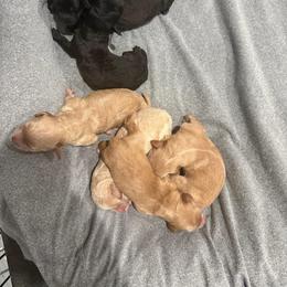 Boy 5 - Cream male Whoodle puppy in Pima, Arizona from Schmidt's K9s