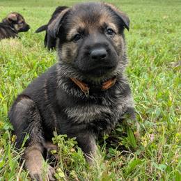 German Shepherd Puppies from Cintron K9