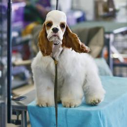 Boy 2 - Red and white male Cocker Spaniel puppy in Texas from Sisu Cockers