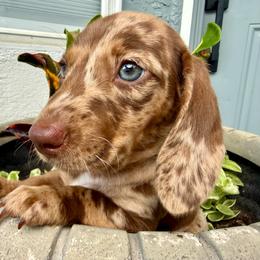 Dapple boy -1 - Dapple male Dachshund puppy in Orlando, Florida from Weiner Wunderland of Central Florida
