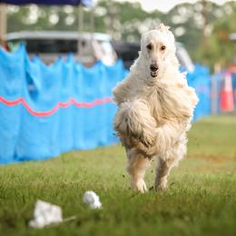 Afghan Hounds from Qadim Afghan Hounds