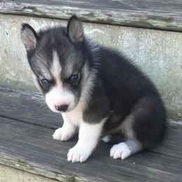 Demi - Black and white female Siberian Husky puppy in Summerville, South Carolina from Carolina Husky Lodge