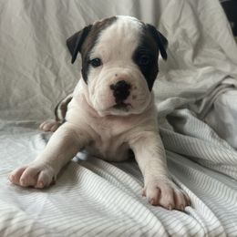 Penny - Black brindle female American Staffordshire Terrier puppy in Marietta, Georgia from Ambition Amstaffs